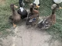 Ducks — 照片 2