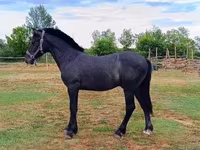 公马, Horses — 照片 2