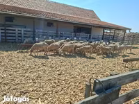 Schaf, Merino sheep — Foto 4