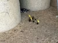 Ducks — Foto 5