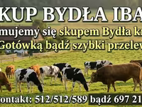 ВРХ (партія, стать не вказано), Велика рогата худоба — фото 3