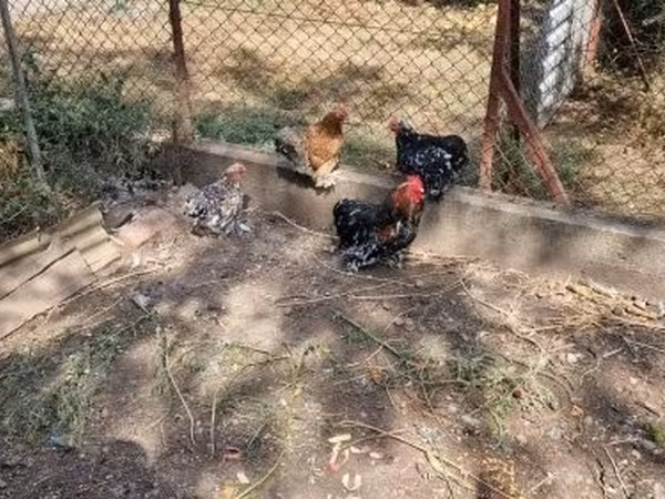 Pekin bantam — Macarıstan