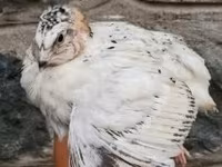 Quails — zdjęcie 3