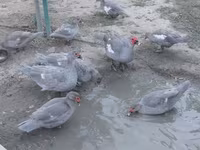 Ducks — fotografija 8