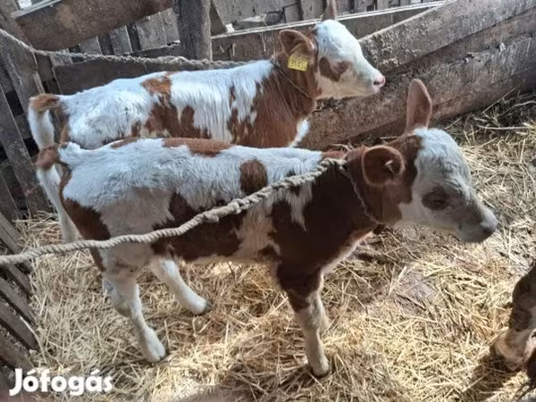 Krowa, Simmental cattle — Węgry