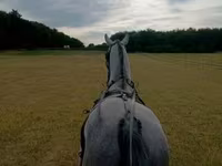 حصان, Lipizzaner — الصورة 2