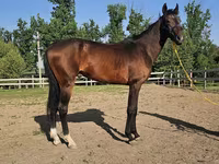 Horse (M), Akhal-Teke — photo 5