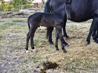Mare, Horses — photo 1