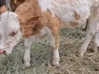 Goveda (partija, pol nije naveden), Simmental cattle — fotografija 3