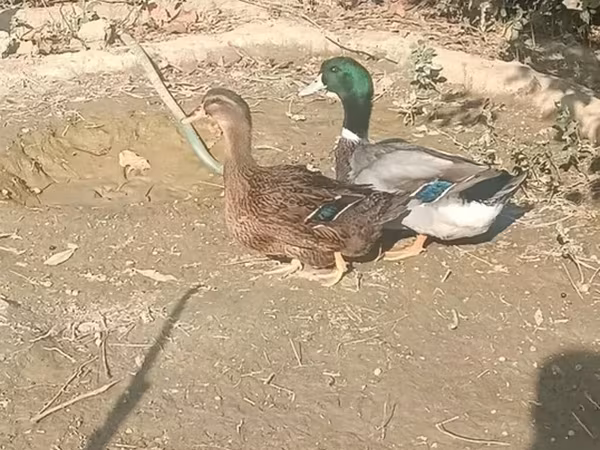 Ducks