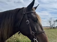 Pastuv, Rocky Mountain Horse — fotografija 8