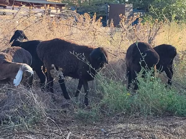 Bélier, Moutons