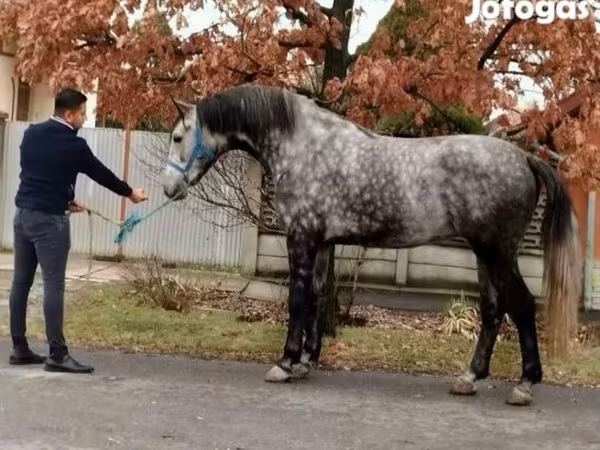 马匹（批次，未指定性别）, Horses