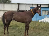 Pastuv, Arabian horse — fotografija 1