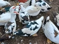 Ducks — fotografija 1