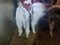 Bik, Simmental cattle — fotografija 2
