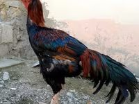 Chickens — fotografija 2