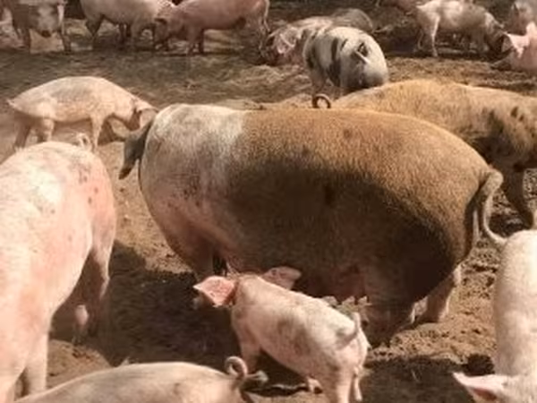Porca, Porcos