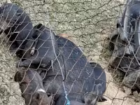 Toʻngʻiz — 5-rasm