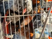 Japanisches Bantam — Foto 2