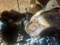 Chickens — fotografija 6