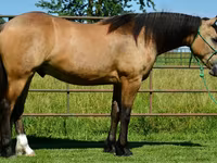 Pastuv, Gypsy horse — fotografija 2