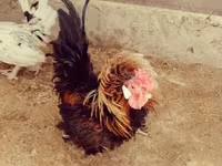 Chickens — fotografija 2