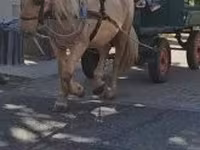Égua, Cavalos — foto 3