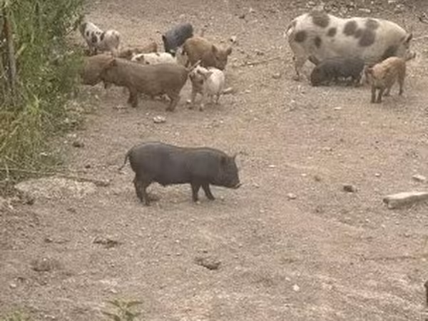 Хряк, Свиньи