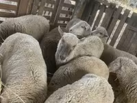 भेड़, Blackheaded Persian sheep — फ़ोटो 8