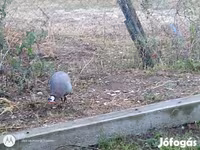 Chickens — Foto 4