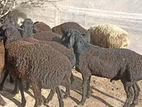 Ovce (partija, pol nije naveden), Tajik sheep — fotografija 4
