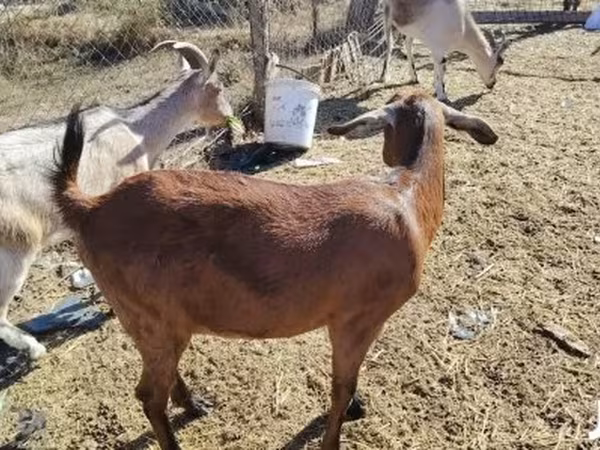 Ziege, Boer goat
