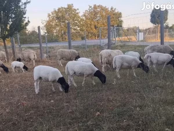 Carnero, Dorper sheep