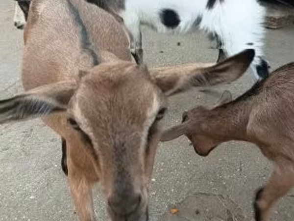 雄ヤギ, ヤギ — ハンガリー