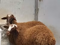 मेढ़ा, भेड़ — फ़ोटो 4