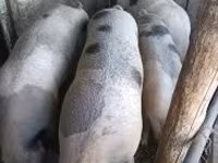Schweine (Partie, Geschlecht nicht angegeben), Schweine — Foto 1