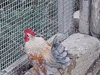 Chickens — fotografija 1