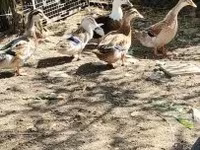 Ducks — fotografija 1