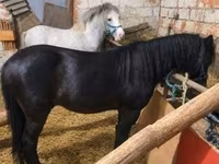 Koń, Konie — zdjęcie 2