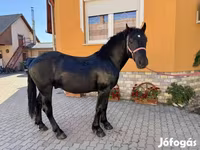 Pastuv, Hungarian horse breed — fotografija 7