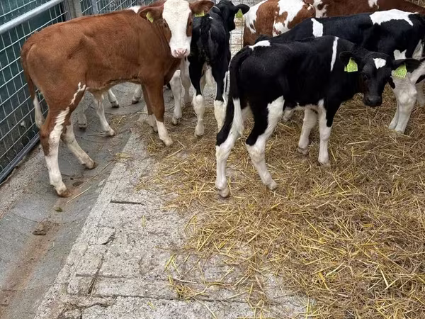Bik, Simmental cattle