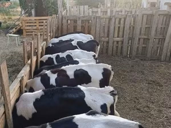 Taureau, Russian Black pied cattle — Hongrie
