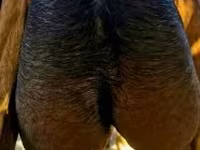बकरा, बकरियाँ — फ़ोटो 1