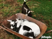 تيس, الماعز — الصورة 2