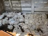 Chickens — الصورة 1