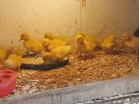 Chickens — 照片 5