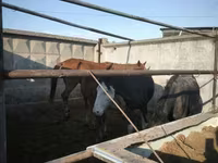 Yegua, Caballos — foto 2