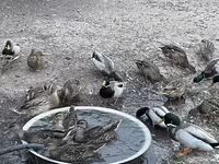 Ducks — fotografija 6
