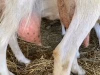 母山羊, Goats — 照片 4